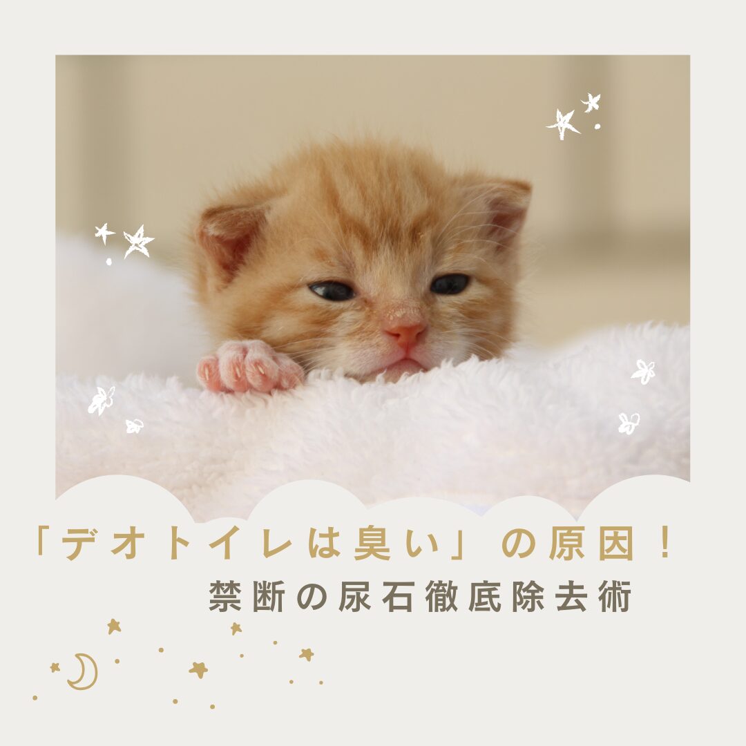 「デオトイレは臭い」の原因！禁断の尿石徹底除去術
